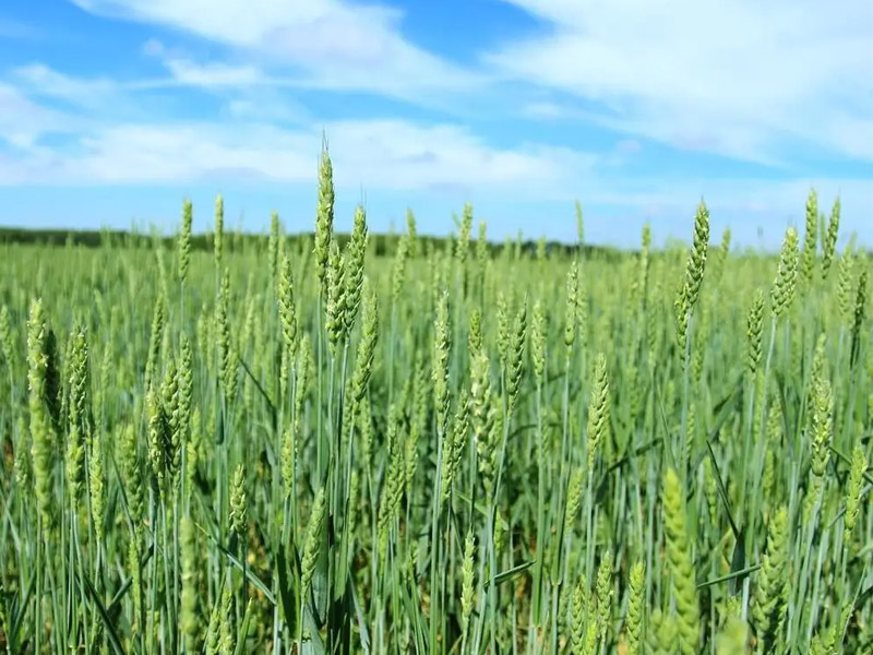 小麥?zhǔn)裁磿r(shí)候收獲可以獲得高產(chǎn)？