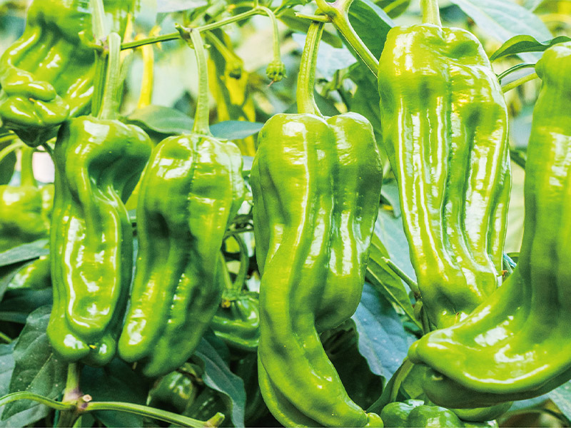 辣椒坐果率太低怎么辦？如何科學(xué)提升坐果率？