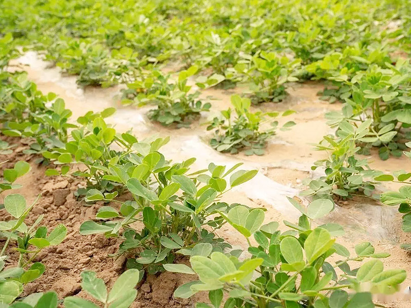 花生施肥用什么？如何科學(xué)的針對花生施肥？